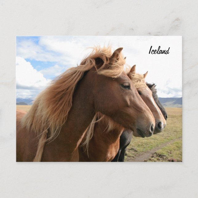 Drei Pferde hintereinander Postkarte (Vorderseite)