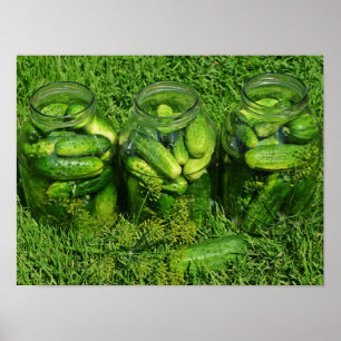 Drei Pickling Jars gefüllt mit ganzen Gurken Poster