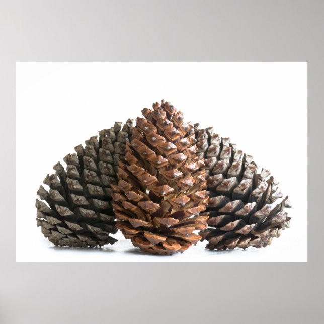 Drei pinecones poster (Vorne)