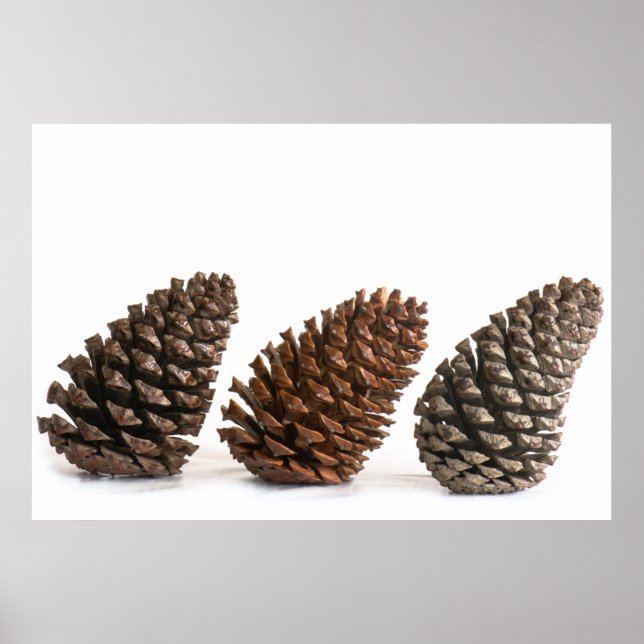 Drei pinecones poster (Vorne)