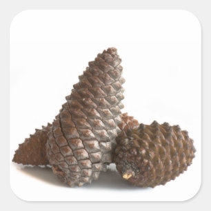 Drei pinecones quadratischer aufkleber