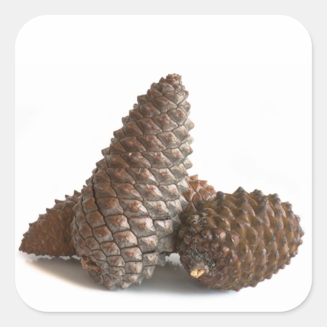 Drei pinecones quadratischer aufkleber (Vorderseite)