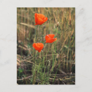 Drei Poppies   Postkarten