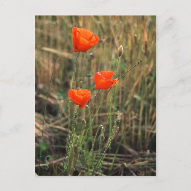 Drei Poppies | Postkarten (Vorderseite)