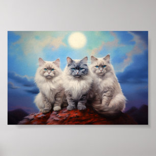 Drei Ragdoll Katzen Poster