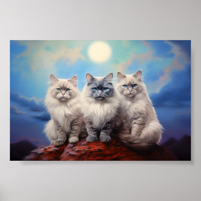 Drei Ragdoll Katzen Poster (Vorne)