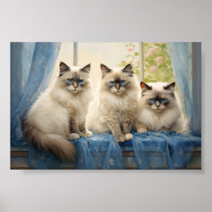 Drei Ragdoll Katzen Poster