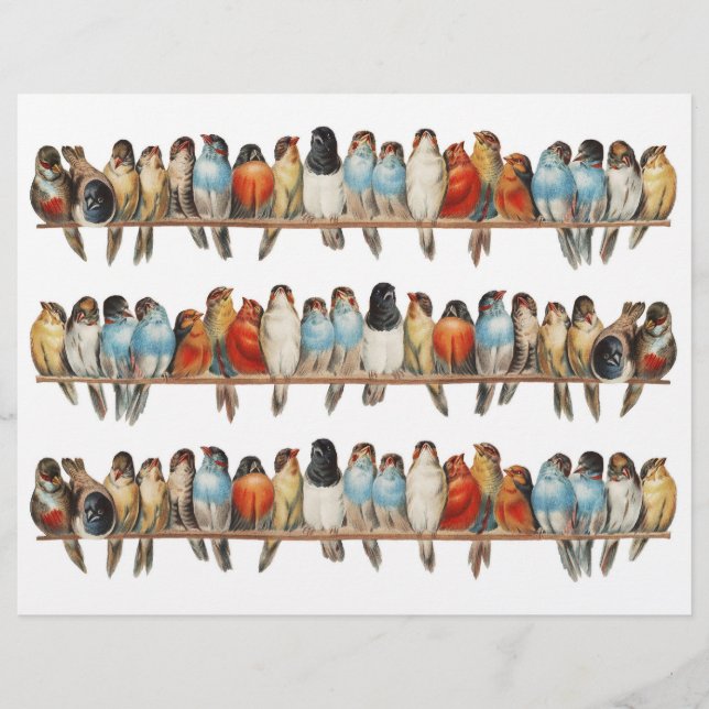 Drei Reihen von wirklich Vintagen Vögeln (ohne KI) (Vorderseite)