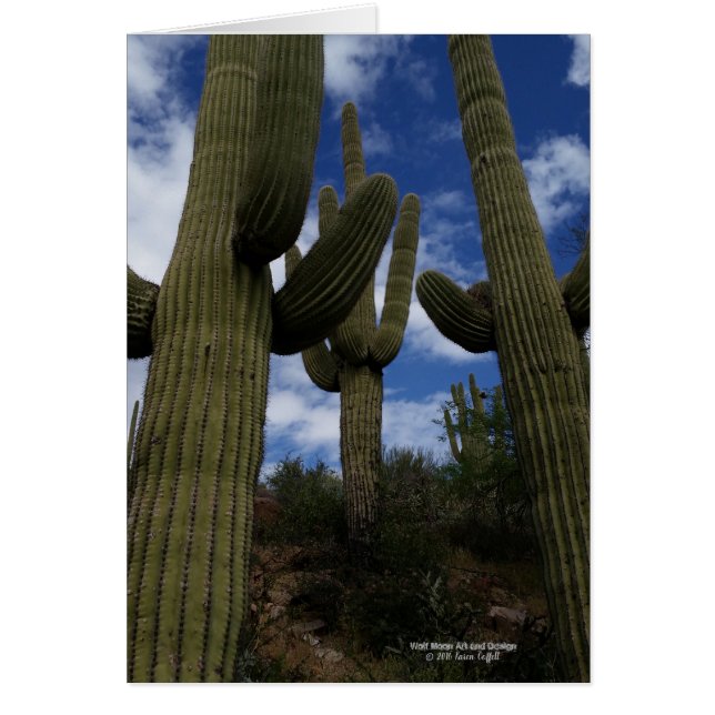 Drei riesige Saguarokakteen mit blauem Himmel und (Vorne)