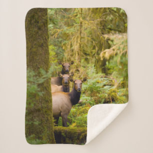 Drei Roosevelt-Elchkühe mit Blick Sherpadecke