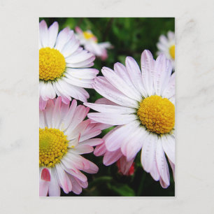 Drei rosa Gänse Postkarte