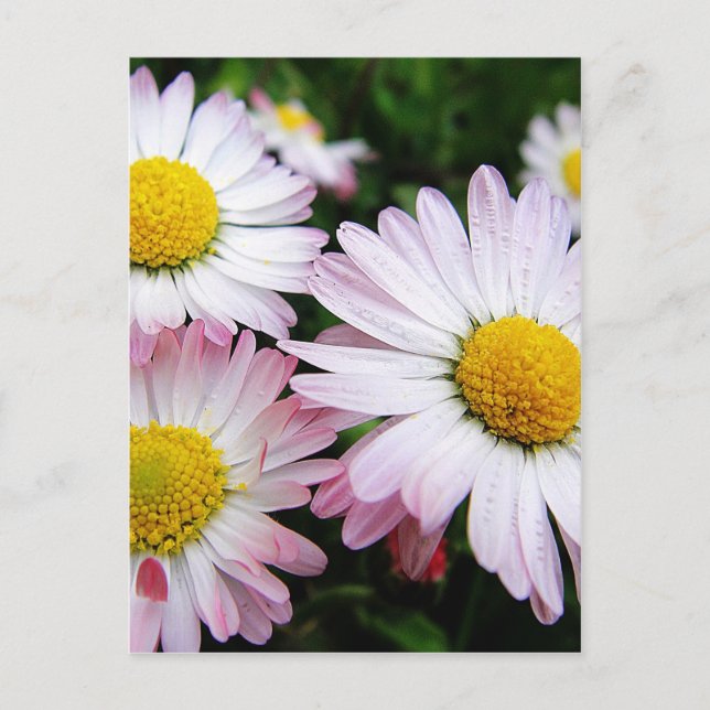 Drei rosa Gänse Postkarte (Vorderseite)
