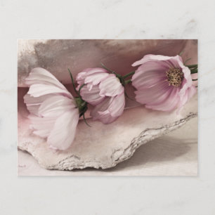 Drei rosa Kosmos Postkarte