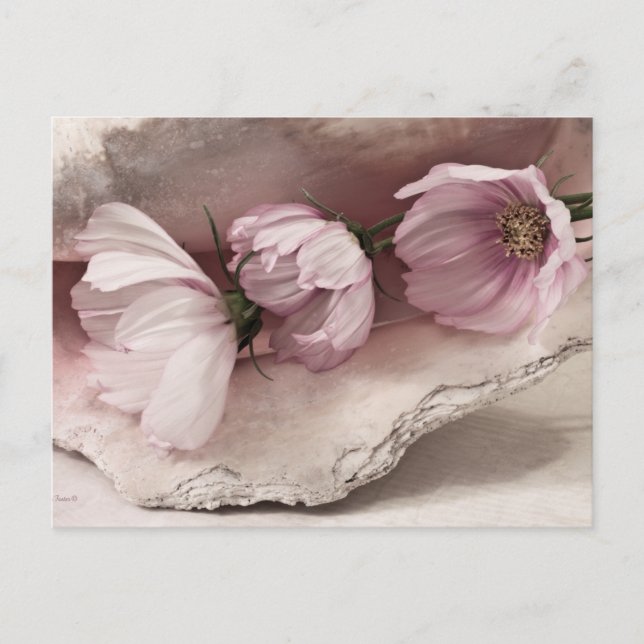 Drei rosa Kosmos Postkarte (Vorderseite)