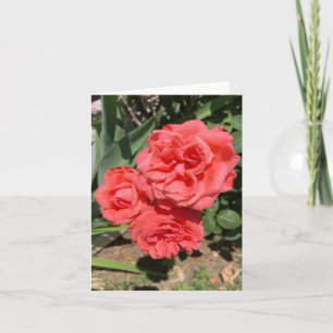 Drei rosa Roses Foto Karte