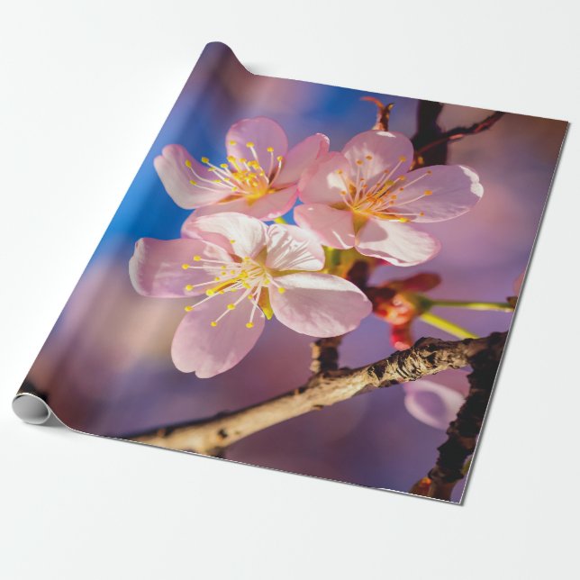 Drei rosa Sakura-Blüten Geschenkpapier (Ungerollt)