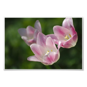 Drei rosa Tulpen Foto