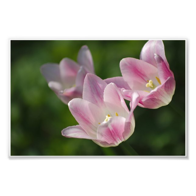 Drei rosa Tulpen Foto (Vorne)