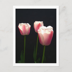 Drei rosa Tulpenblüten. Weihnachten, Feiertage. Feiertagspostkarte