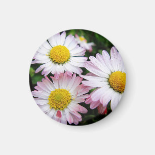 Drei rosa-weiße Gänse Magnet