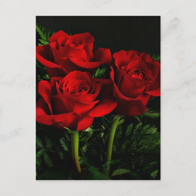 Drei Rose Postkarte (Vorderseite)