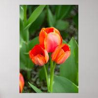 Drei rote Tulpen Foto