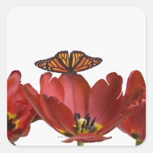 Drei rote Tulpen und ein Monarchen-Schmetterling g Quadratischer Aufkleber