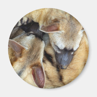 Drei schlafende Aardwolves Magnet