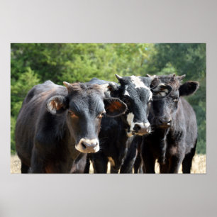 Drei schwarze Baldy-Kälber Poster