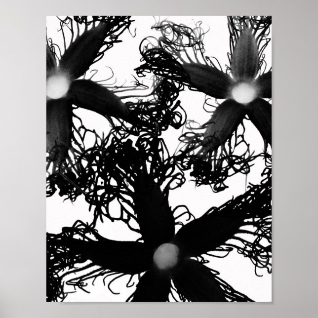 Drei schwarze Blume Poster (Vorne)