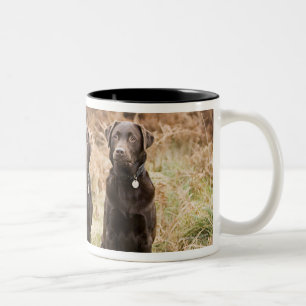 Drei schwarze Labrador-Retriever Zweifarbige Tasse