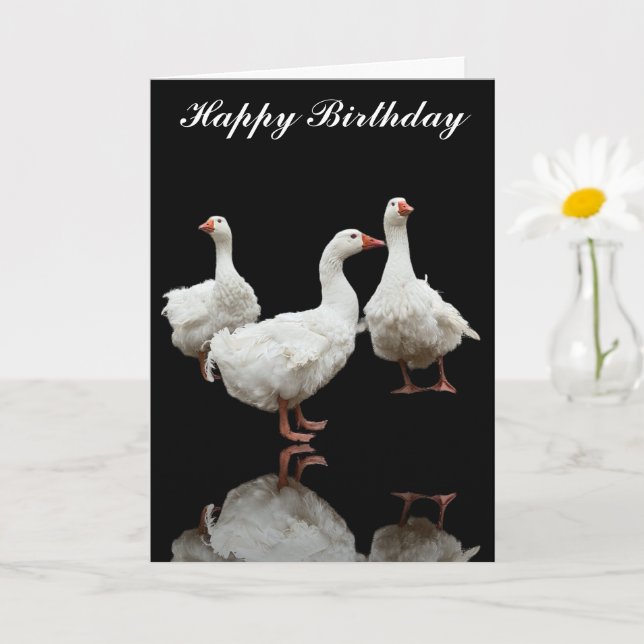 DREI SEBASTOPOL GEESE FOTO BLACK GREETING CARD KARTE (Kleine Pflanze)