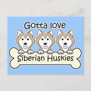 Drei sibirische Huskies Postkarte