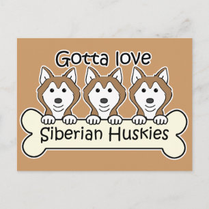 Drei sibirische Huskies Postkarte