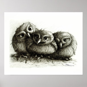 Drei so Niedliche Baby Owls Poster