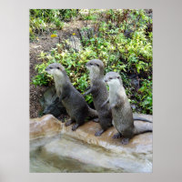 Drei stehende Otter, Poster