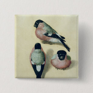Drei Studien eines Bullfinch Button