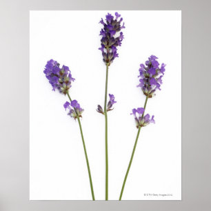 Drei Stufen lila englischer Lavendel-Blume, Poster