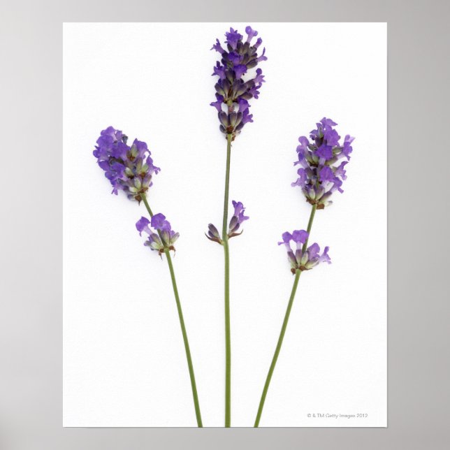 Drei Stufen lila englischer Lavendel-Blume, Poster (Vorne)