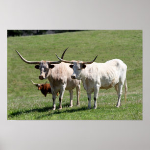 Drei Texas Longhorns Poster