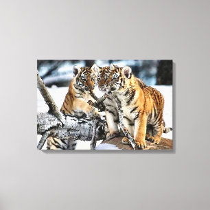 Drei Tiger-Cubs im Spiel Leinwanddruck