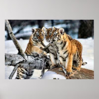 Drei Tigerclubs im Schnee Kunst Geschenke