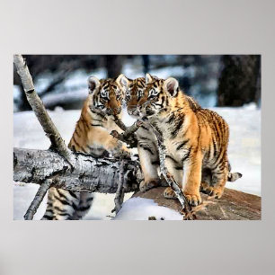 Drei Tigerclubs im Schnee Kunst Geschenke Poster