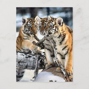 Drei Tigerclubs im Schnee Kunst Geschenke Postkarte