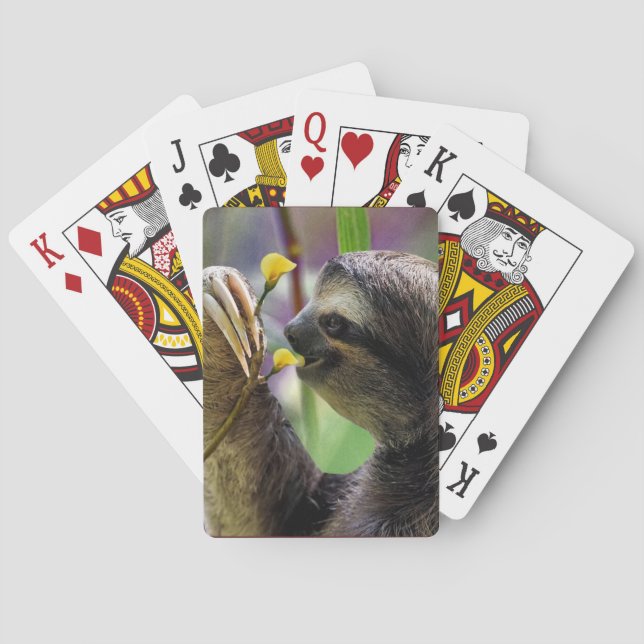 Drei-Toed Baum-Trägheit Spielkarten (Rückseite)