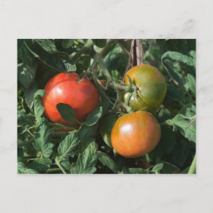 Drei Tomaten Postkarte