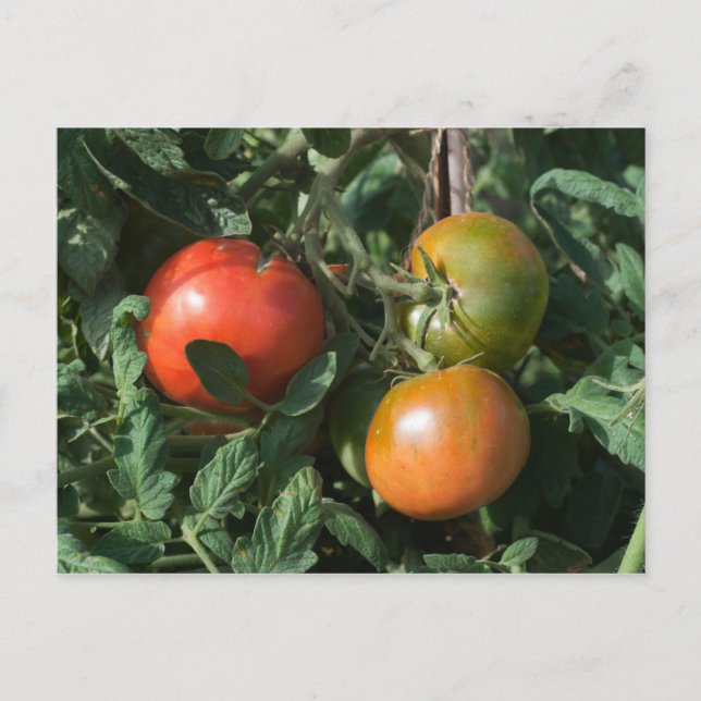 Drei Tomaten Postkarte (Vorderseite)