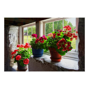 Drei Töpfe Pelargonien auf Windowsill Poster