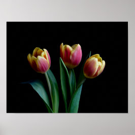 Drei Tulips Poster
