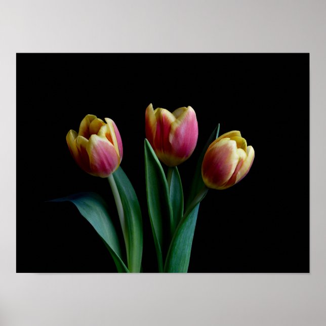 Drei Tulips Poster (Vorne)